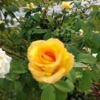 Magnolia Estates of Central ico