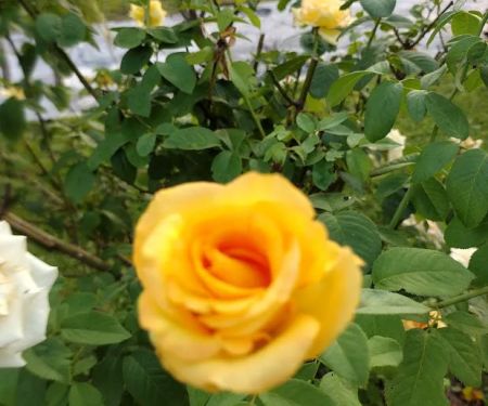 Magnolia Estates of Central