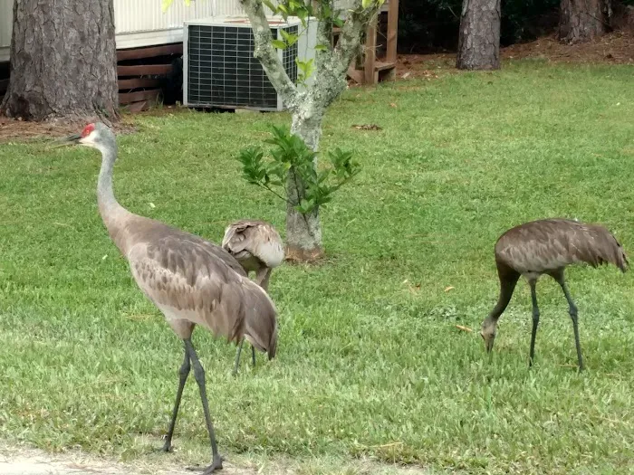 SugarMill Mobile Home and RV Park Picture 10