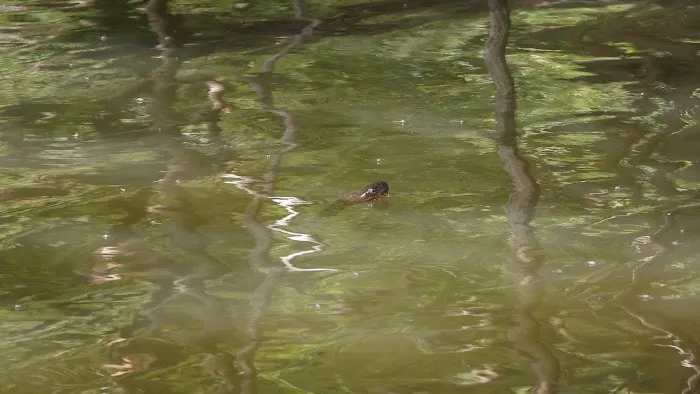 Crab Orchard Lake Manufactured Home Community Picture 7