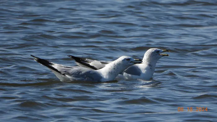 Crab Orchard Lake Manufactured Home Community Picture 6