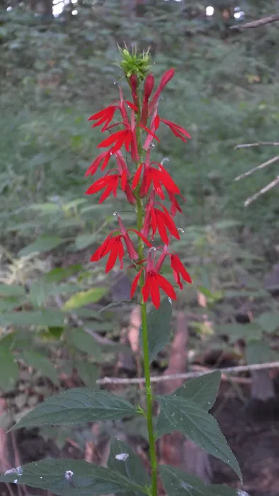 Crab Orchard Lake Manufactured Home Community Picture 8