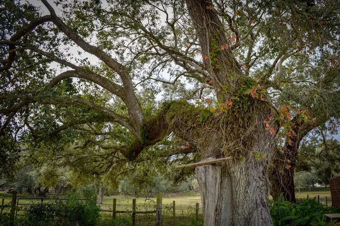 Breezy Oaks RV Park Picture 8