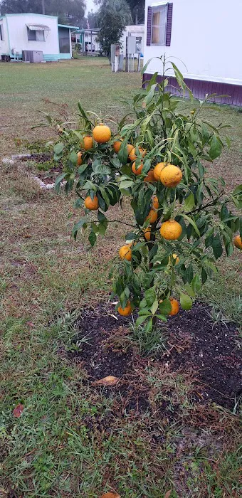 Dogwood Mobile Home Park Picture 8