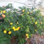 Bushnell Trailer Court