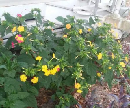 Bushnell Trailer Court