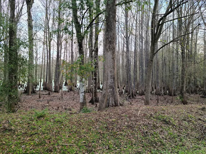 Sumter Oaks - Escapees RV Parks Picture 3