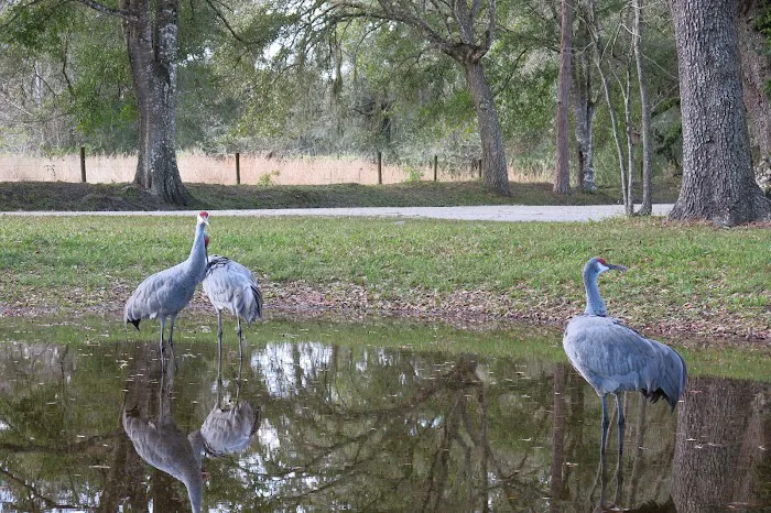 Sumter Oaks - Escapees RV Parks Picture 9