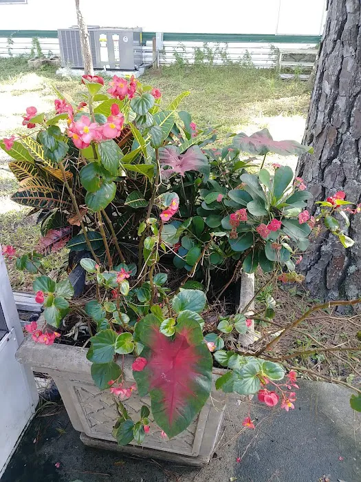 Imperial Estates Mobile Home Picture 10