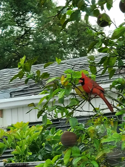 Orange Tree Mobile Home Park Picture 7