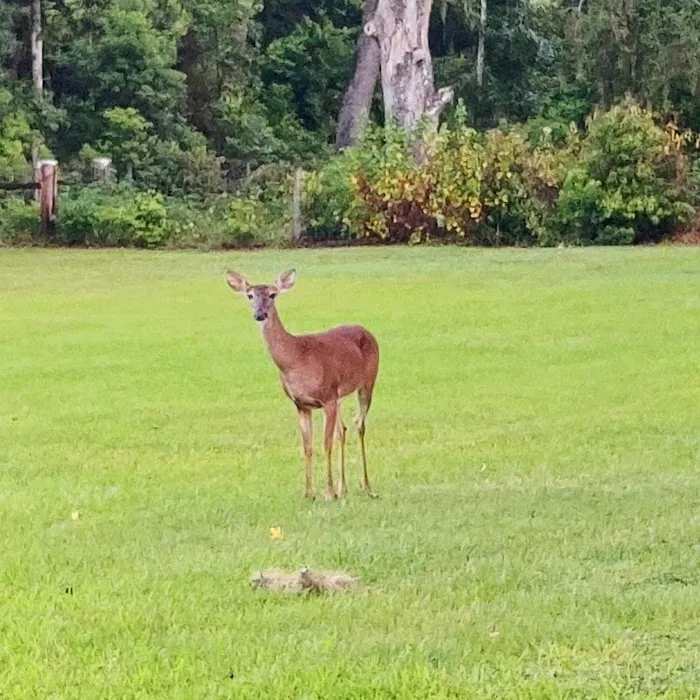 Travelers Rest RV Resort and Golf Course Picture 9