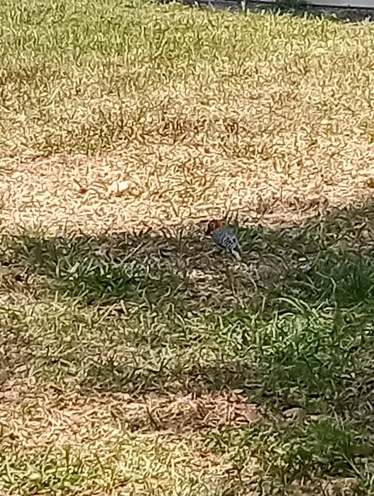 72 Shady Acres mobile home park Picture 1