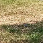 72 Shady Acres mobile home park