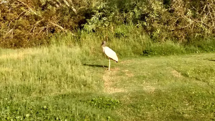 Lakewood Travel Park Picture 6