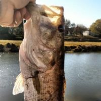 Country Aire Estates ico