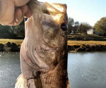 Country Aire Estates