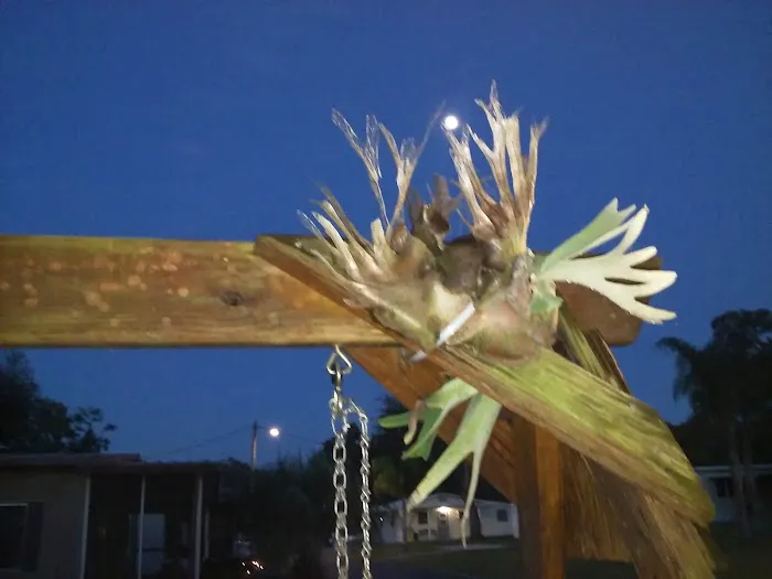 Mockingbird Mobile Home Park Picture 2