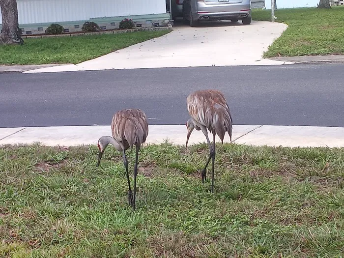 Caribbean estates mobile home park Picture 3