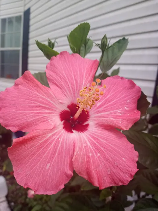 Caribbean estates mobile home park Picture 7
