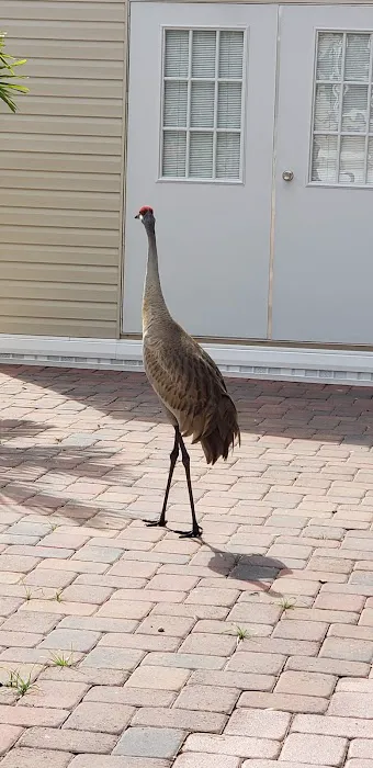 Elite Resorts at Citrus Valley Picture 6