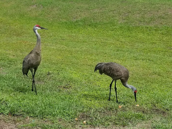 Elite Resorts at Citrus Valley Picture 9