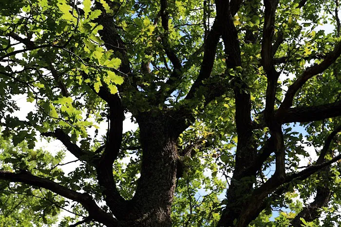 THE OAKS AT ZEPHYRHILLS Picture 8