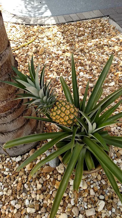 Paradise Pines Picture 3