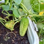 Flying Cloud Mobile Home Park