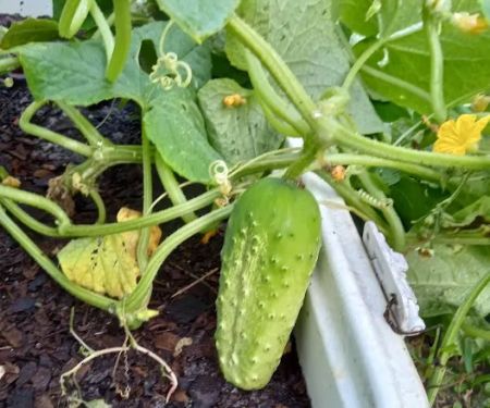 Flying Cloud Mobile Home Park