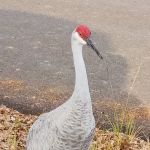 Rainbow Chase RV Resort