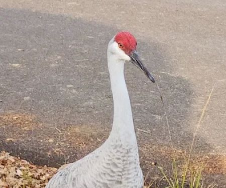 Rainbow Chase RV Resort