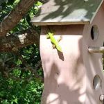 Great Outdoors Premier RV