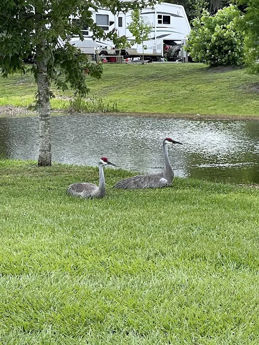 LITTLE FLAMINGO RV Picture 5