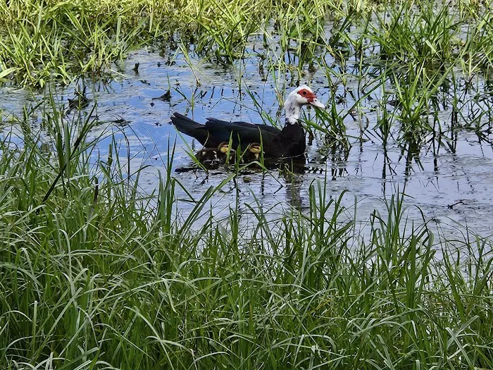 LITTLE FLAMINGO RV Picture 8