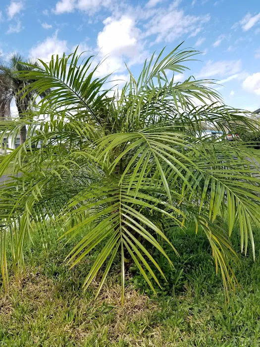 Tropical Mobile Home Park Picture 8