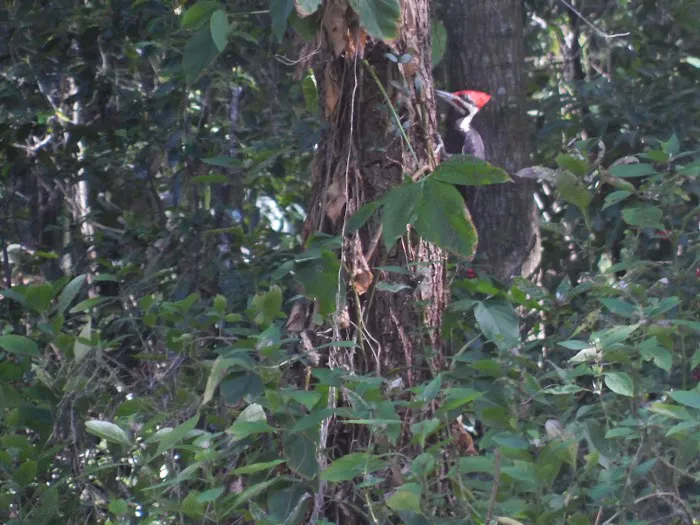 Magnolia Trace RV Park Picture 9