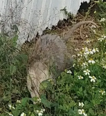 Halliday Village Mobile Home Picture 10