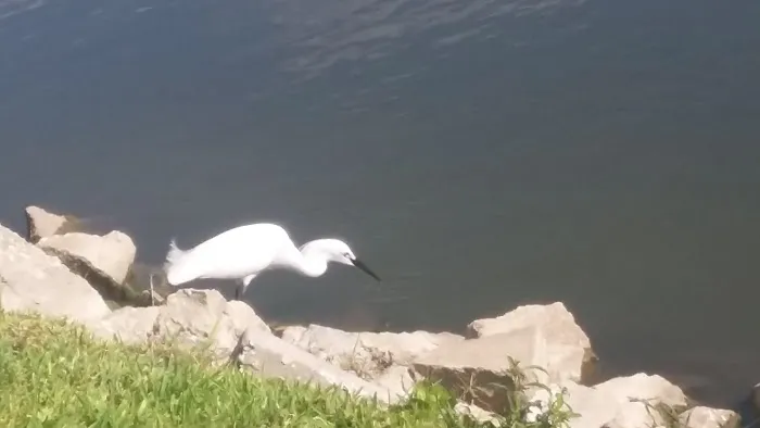 Tanglewood Mobile Village Association Picture 7