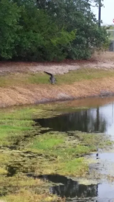 Blue Heron Bay Picture 5