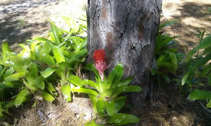 Anclote Village RV Park Picture 7