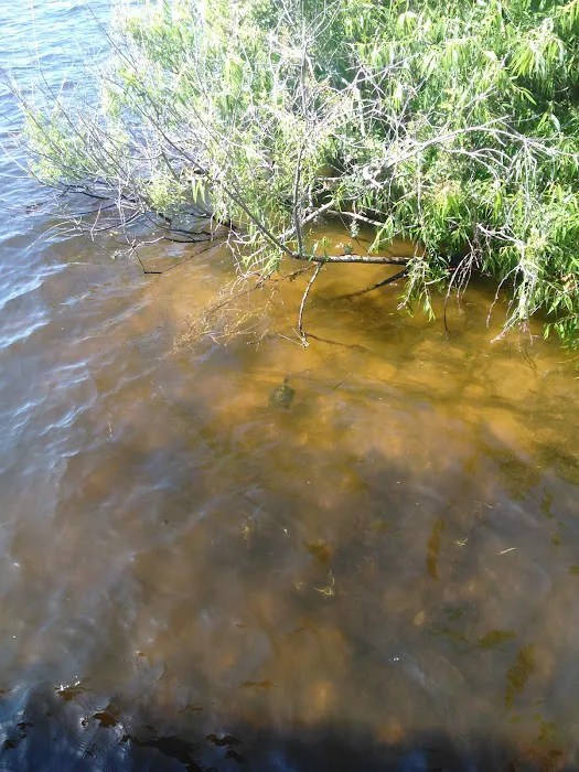 Tarponaire Mobile Home Park Picture 5
