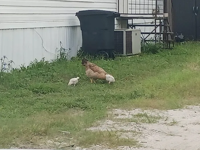 Jersey Mobile Home Park Picture 4