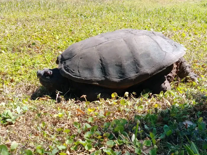 Tropical Trail Village Picture 2