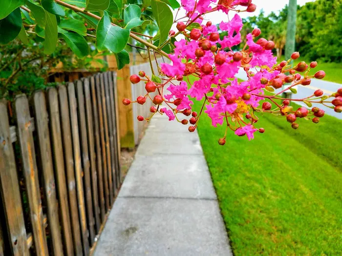 Tropical Trail Village Picture 7