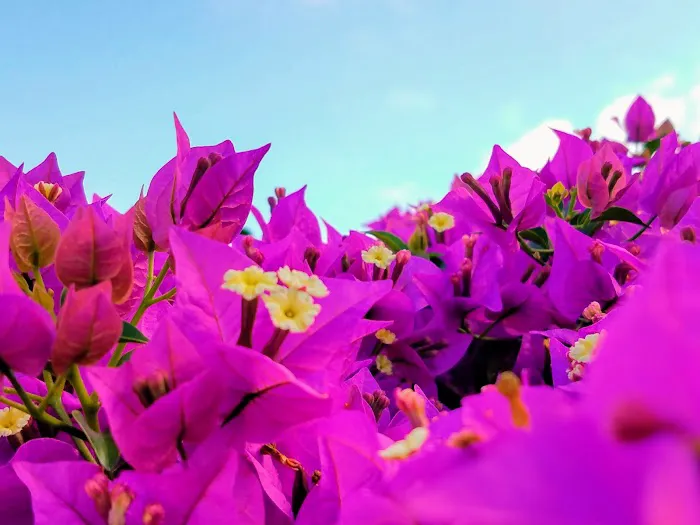 Tropical Trail Village Picture 6