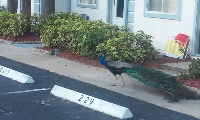 Port Canaveral Trailer Park Picture 1