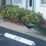 Port Canaveral Trailer Park