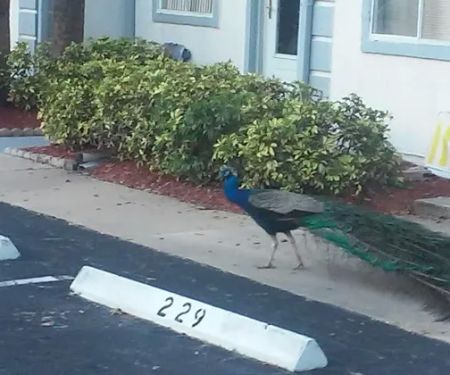 Port Canaveral Trailer Park