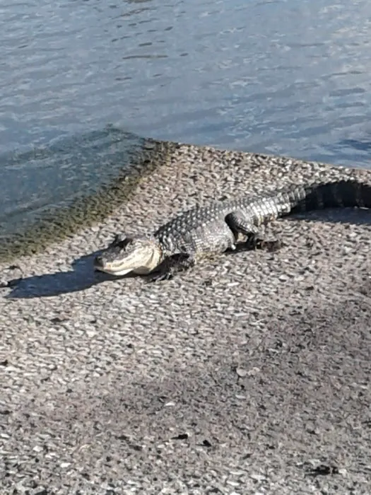 Palm View Gardens RV Resort Picture 6