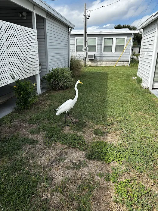Dunedin Palms Mobile Home Park Picture 3